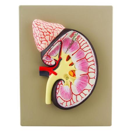 EISCO Model, Human, Kidney Section 3X Life Size AM0106